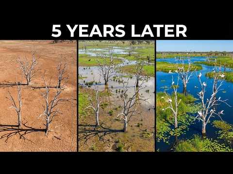 Australia Removed a Dam and Nature Took Over — Nobody Saw This Coming