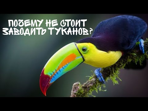 Почему НЕ стоит заводить туканов?| Содержание
