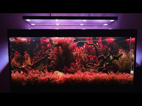259 Days of Red Aquascaping in a FLUVAL SIENA 332L