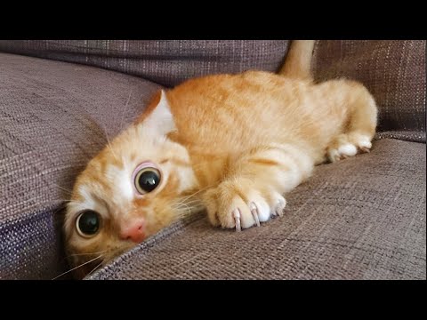 Try Not To Laugh 😂 Best Funny Cats and Dogs Videos 2026 😽🐶 Part 1