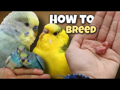 How to Breed Budgies 🐣 8 Tips for Successful Breeding