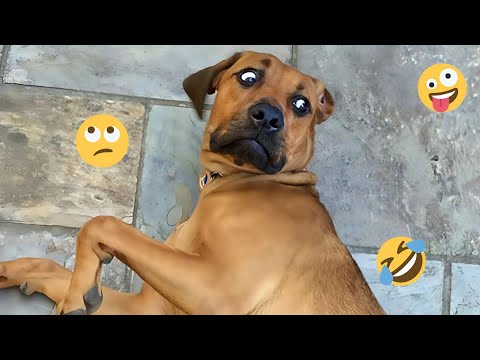 HILARIOUS DOGS Being Weird 🤪 NEW Funniest Dogs Video 2025 #12