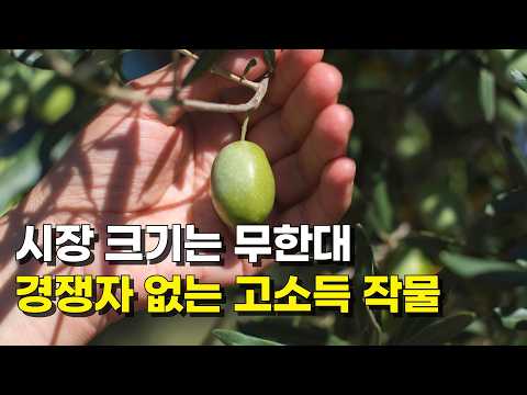제주도 한달살기 하다가 올리브나무 키워 연 2억 버는 청년농부