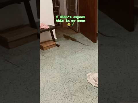 I Didn’t Expect This In My Room 🤣🦎