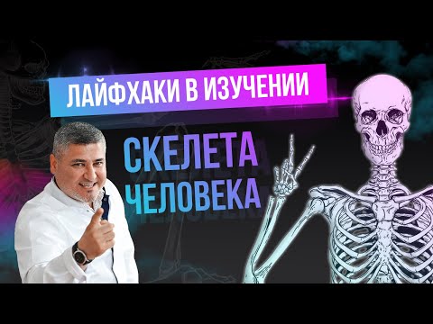 Лайфхаки в изучении скелета человека