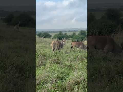 Massive Eland bulls with giraffe calves #wildlife #shorts