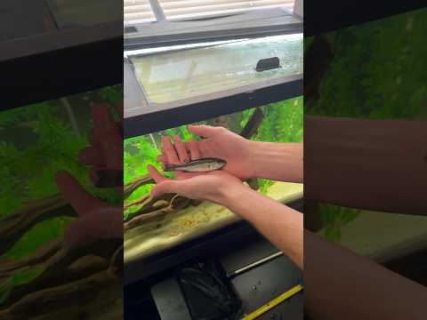 WE GOT MY BABY BASS A NEW HOME!!!