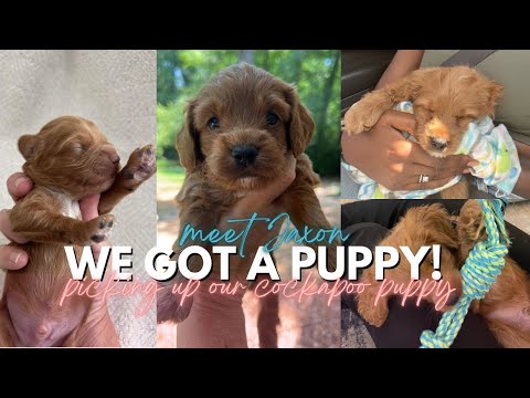 WE GOT A PUPPY! picking up our cockapoo | first few days + training + things I’ve bought 🐾