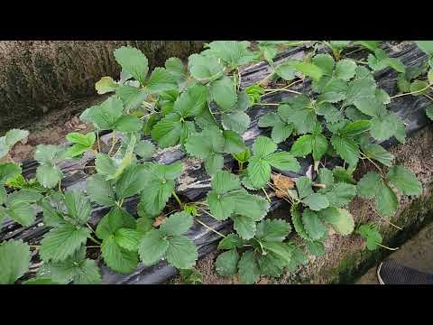[황금알농법] 거창 딸기 짝잎 짝병 위황병 질소부족 엽면시비 설탕 염화가리 꽃눈분화 조기수확 웃비료 요소 당도 색내기 저장양분 황금알농법