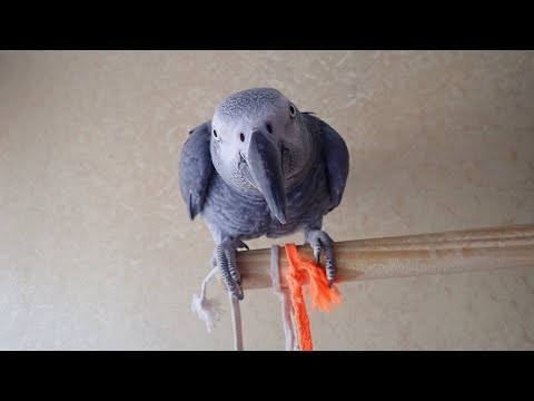 Жан разговаривает с Димкой(снято ОДНИМ кадром!)