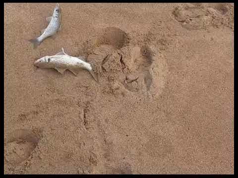 فيديو جديد الحصيلة جميلة ابلاغ #تقنية #سبينينغ #سمك #ابلاغ 