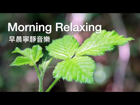 早晨輕音樂Morning Music | 微風輕拂，綠葉輕搖，初夏的早晨像一首清麗的小詩，平心靜氣的輕音樂｜#輕音樂  #早晨音樂  #放鬆 #冥想 #睡眠 #softmusicsongs