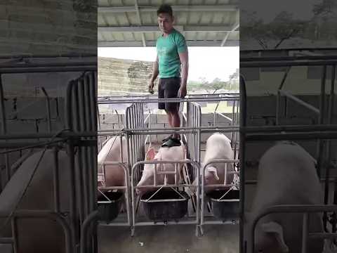 Ready for AI na! #inahingbaboy #piggery #farming #shorts