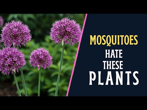 Put These 12 Plants in Your Yard & Mosquitoes Will Flee Instantly.