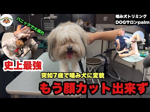 Suddenly, the biting dog turned us down! A biting PomPoo came to our store.