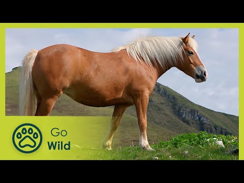 Wild Ticino, Switzerland | Fascinating Places | Go Wild