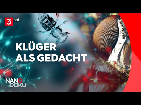 Kleine Gehirne, große Leistung – Geniale Insekten | Ganze Doku