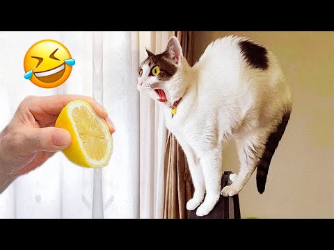 Funniest Cats and Dogs Videos on the Internet 😂