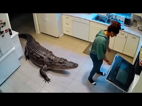 Animales Salvajes Invadiendo Ciudades Captados en Cámara