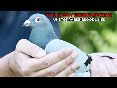 The Eijerkamp System: Why These Pigeons Win Race After Race