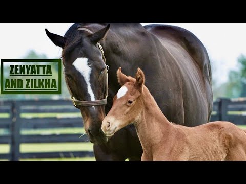 Famous Mares and How They Are Today (Zenyatta, Enable, Rags To Riches, Winx e Rachel Alexandra)