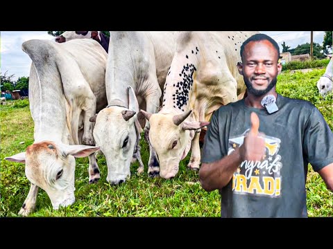 Building a $20,000 Cattle Farm From Scratch (Figo's Story)