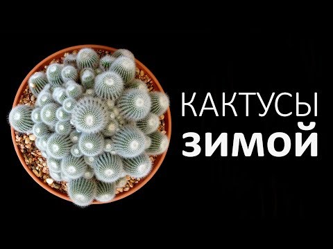 УХОД ЗА КАКТУСАМИ ЗИМОЙ | КАК ЧАСТО ПОЛИВАТЬ РАСТЕНИЕ?