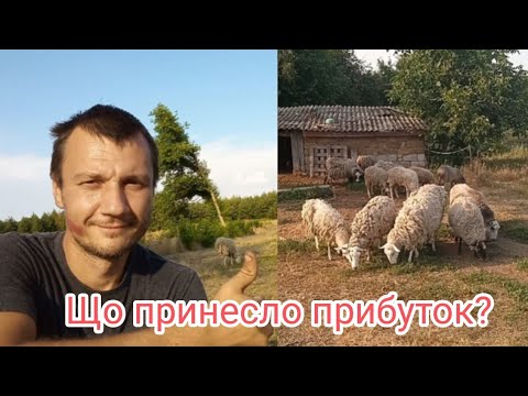 Куди вкладати гроші в селі? ТОП-10 інвестицій в господарство: наш досвід