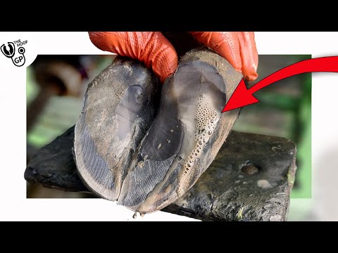 Bubbles POUR out of this hoof