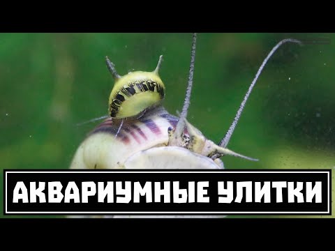 Аквариумные улитки. Большой обзор основных видов. Часть 1 из 2. // Clever Cricket