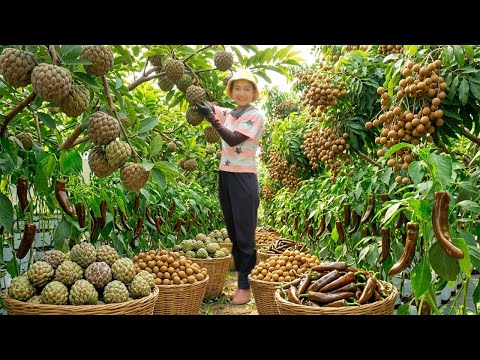 Relaxing With Harvest: Chocolate Chili, Longan, Custard Apple, Grape, Yellow Bell Pepper, Pumpkin...