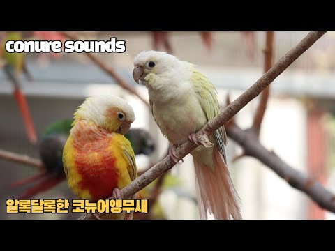 아직은 조금 추운날씨인데 대구앵무새농장 코뉴어는 이렇게 지냅니다