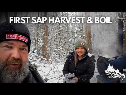 Making small batch maple syrup: first harvest & boil!