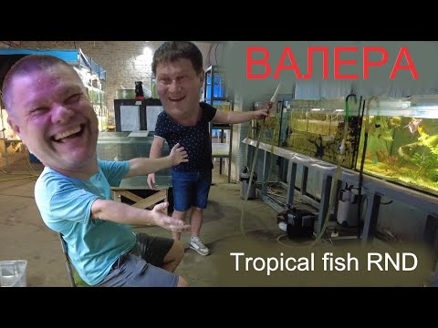 Валера. Tropical fish RND. Аквариумистика Ростов-на-Дону