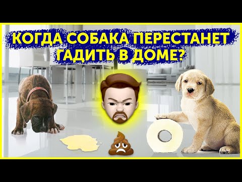 Приучение щенка к туалету | Как отучить щенка гадить дома | Почему собака ходит в туалет дома