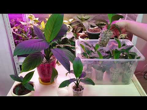 19. Recommendations for growing Spathiphyllum Sensation in a mineral substrate