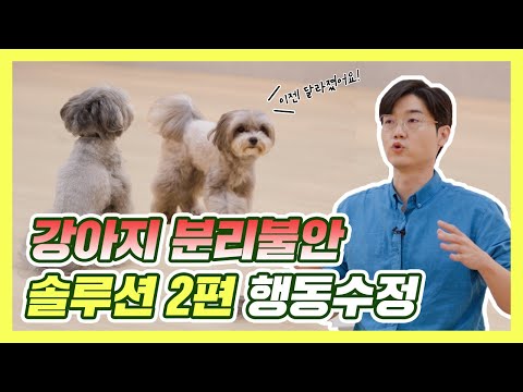 설쌤이 알려주는 강아지 분리불안 해결방법 2편 | 설채현 행동학 수의사