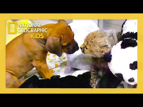 Unlikely Animal Friends Full Episode | Cheetah Cub, Puppy Love😺💓🐶 | @natgeokids