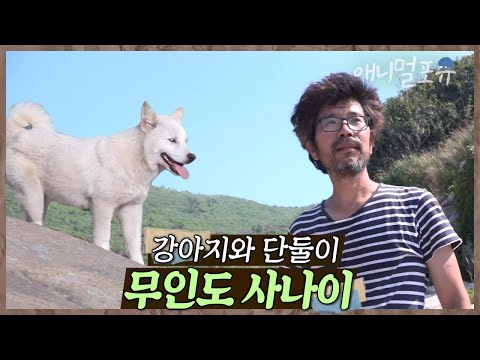 물도 없고 전기도 없는 무인도에 맨몸으로 온 사나이. 그의 곁엔 강아지뿐이다. | 황도로 간 사나이 | KBS 인간극장 2016 방송