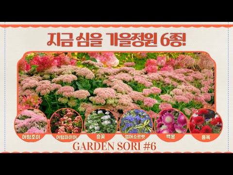 가을 팔레트 완성! 🍁어텀조이·어텀파이어·층꽃·썸머소르벳·백봉·홍옥