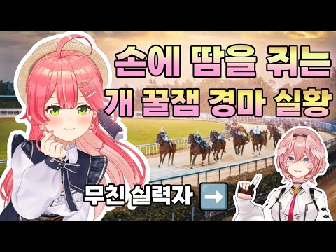 미코와 함께하는 일본 경마 간접 체험 국화상 2024 (sakura miko, takane lui, hololive, vtuber, clips, 切り抜き, 경마, 競馬, 菊花賞)