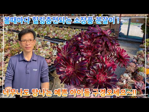 볼때마다 힐링충전 만땅 되는 소장품 분갈이 ! 너무나 탐이나는 예쁜 육이들 구경오세요 ~!