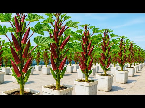 Growing Okra in Plastic Bottles for Big Harvests