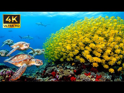 Relaxing Dive In The Great Barrier Reef Underwater Paradise - Sea Turtles, Octopuses  (4K HDR)