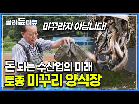 미꾸라지랑 비슷하지만 가격부터 맛까지 다른 '미꾸리'┃벼농사와 같은 면적이라도 소득이 다섯 배라는 보물 같은 토종 미꾸리 양식장┃고향민국┃#골라듄다큐