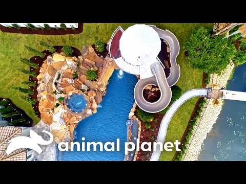 Craziest Pools | Insane Pools: Off the Deep End | Animal Planet