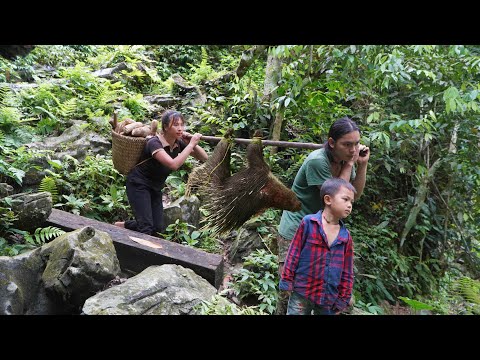 how to set hedgehog traps, harvest ducks and sell chickens at the market, farm life