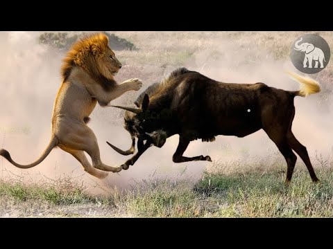 La Sabana en Llamas: Solo los Más Fuertes Viven #animalessalvajes