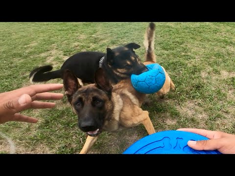 Fetch Gets Dangerous: Protective Malinois vs German Shepherd!