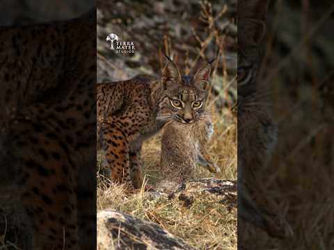 The Iberian Lynx - Can the Yellow-Eyed Killer make a comeback?